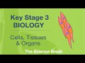 Understanding Cells, Tissues, and Organs
