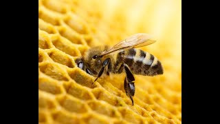 Getaran Jiwa (by P Ramlee)