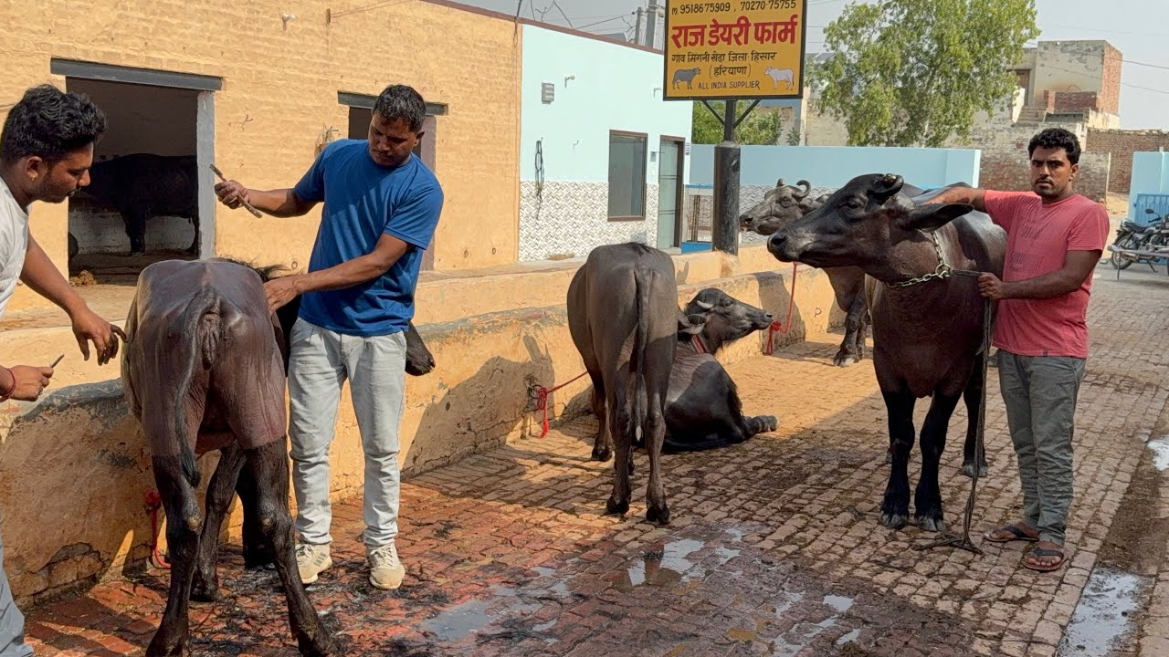 👍 आज देखें घर की भैंसे व कटडीयॉं , Home breed कैसी है ? कमेंट ज़रूर करें