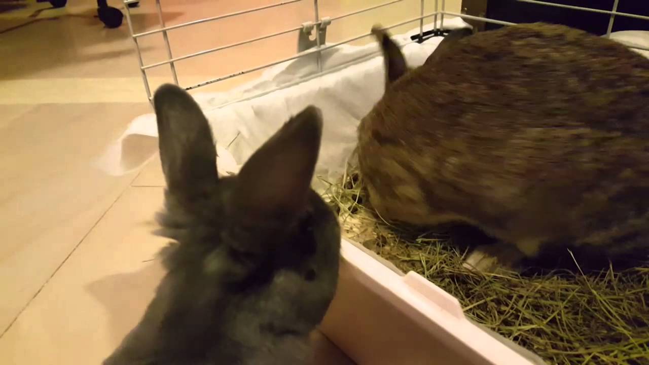 Angry Rabbit makes sounds - YouTube