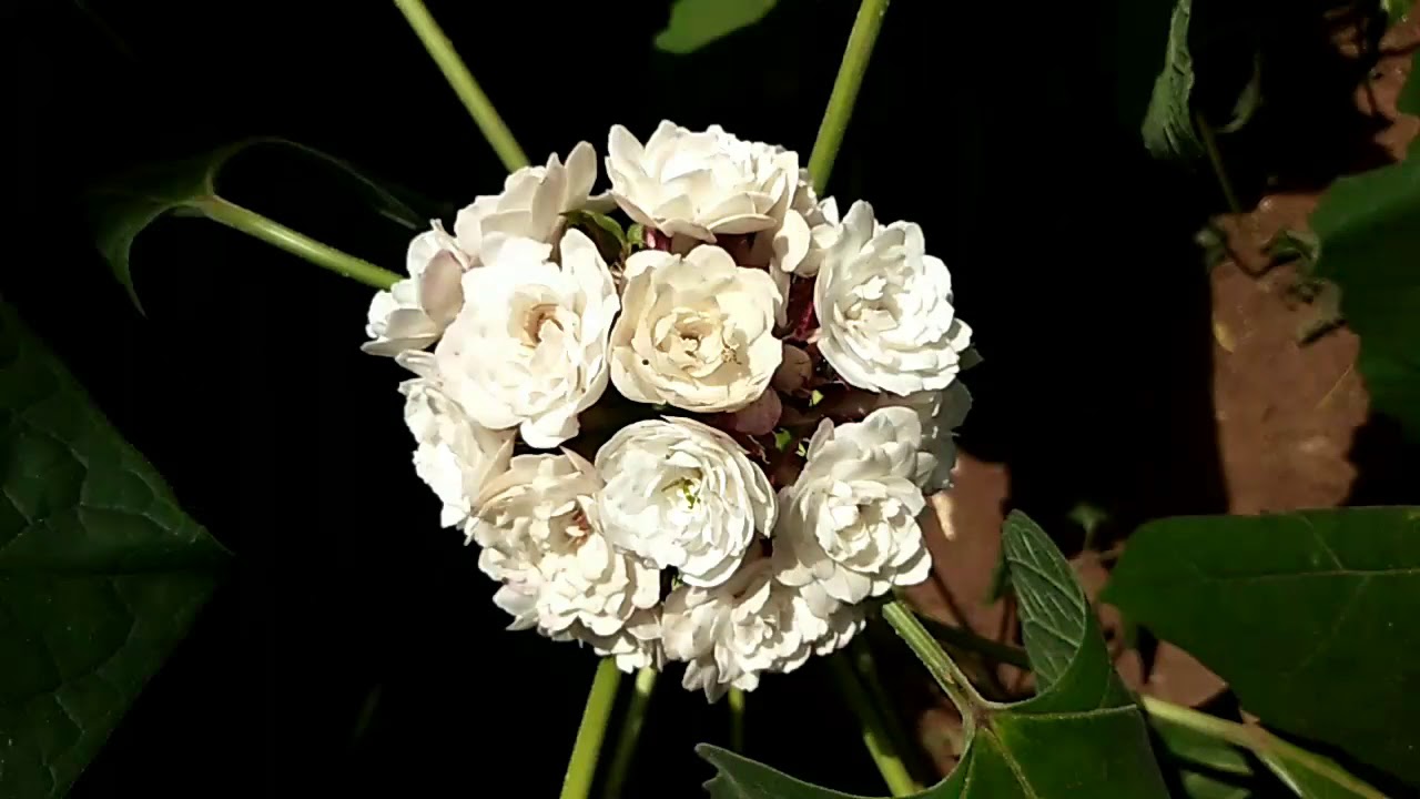 உங்க தோட்டம் முழுக்க அருமையான வாசனை வீசணுமா இந்த பூச்செடி வளருங்க, rose clerodendrum plant