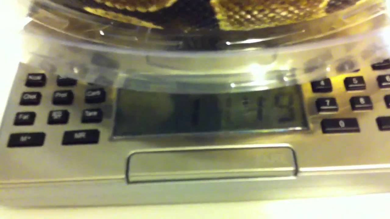 camera iphone 8 plus apk My new digital scale for my snakes