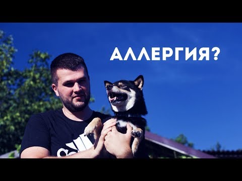 Чем кормить собаку при аллергии?