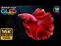 Impossible Rare Wildlife | 16K OLED HDR TEST Dolby Vision 120fps (8K/4K Video TV)