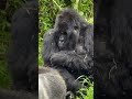 Golden hour in the Jungle with the Gorillas