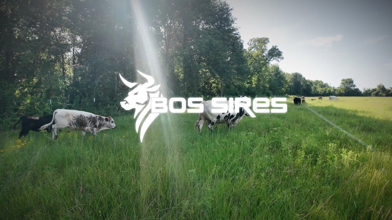 Kristen and Patrick Intro to Bos Sires