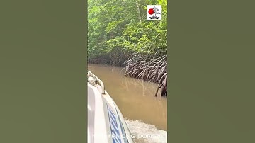 Rừng Đước Cà Mau #runguminh #camau