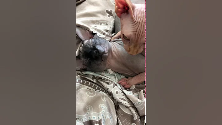Watch the video about Sphynx grooming
