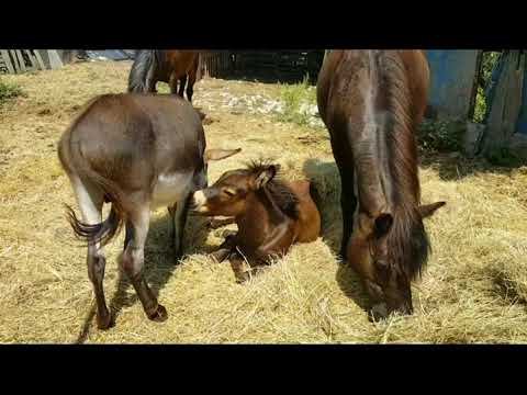 С ЧЕГО НАЧАТЬ РАЗВЕДЕНИЕ МУЛОВ  КАК РАЗВОДИТЬ МУЛОВ  БИЗНЕС ИДЕЯ