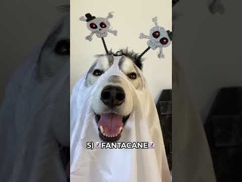 Video: Halloween Countdown: i nostri cani e gatti preferiti in costume