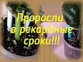 Проросли в рекордные сроки - черенки фиалок новых сортов!