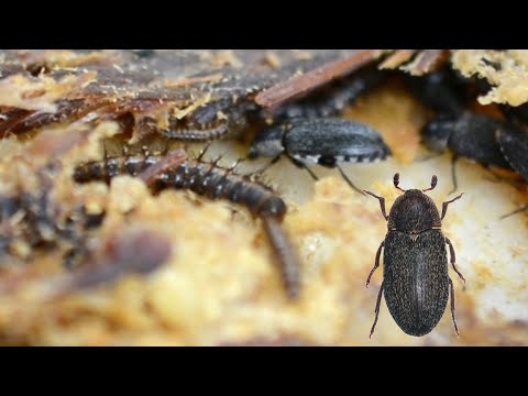Video: Figeater Beetles: leer meer over de levenscyclus van de vijgenkever en de controle ervan
