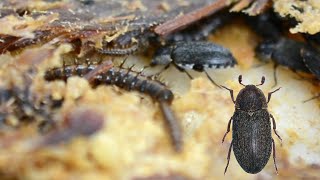 Hide Beetle: Biology, Habits and Life Cycle