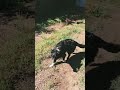 Collie Twig howls at the town siren