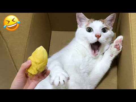 Видео: Удивленное выражение лица кота, когда он нюхает мои носки 🤣 Очаровательные котики 😹