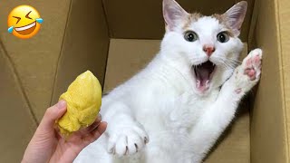 The cat's surprised expression when sniffing my socks 🤣 Adorable Cats 😹