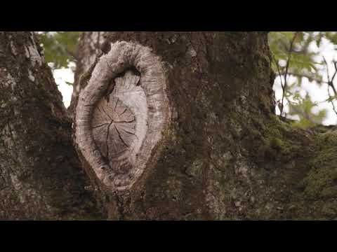 Video: Hoeveel inheemse bomen zijn er in Ierland?