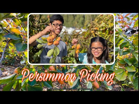 Видео: Persimmon нь харшил үүсгэдэг бүтээгдэхүүн мөн үү?