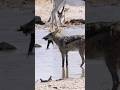 Jackal Hunting Birds Wincent QmM5v Bird Nature Wildlife Jackal 