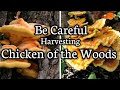 Be careful when harvesting Chicken of the Woods mushrooms