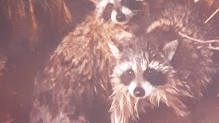Fantastic information for new/beginning trappers #trapping #Trapping_tips #trapper