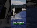 Guardians of the deep the majestic orca shorts  buzzbilt natureexploration wildlife