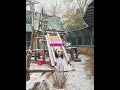 A lazy panda sliding into pure cuteness 🐼❄️#shortvideo #shorts #funny