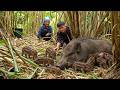 Wild Boar Gives Birth to Piglets &ndash; Caring for the Newborns With Grandma