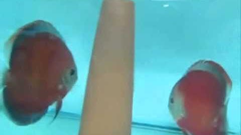 Cá Dĩa Red Cover Discus Fish - Thiên Đường Cá Cảnh