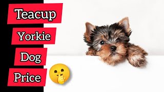 Teacup Yorkie dog price 🐕 | Teacup Yorkie dog | Teacup Yorkie dog breed price 2021 |#TeacupYorkiedog