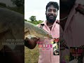 Snakehad fish caught with the Original Killer spinner#safanafishing #fish #fishingequipment#fishing