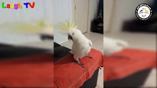 Parrot Dance - رقصة الببغاء