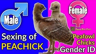 Sexing of Peachick | Gender ID of Peacock Chicks | Difference of Male & Female in Chicks of Peafowl by Nadia Pets Global 115 views 2 years ago 3 minutes, 27 seconds