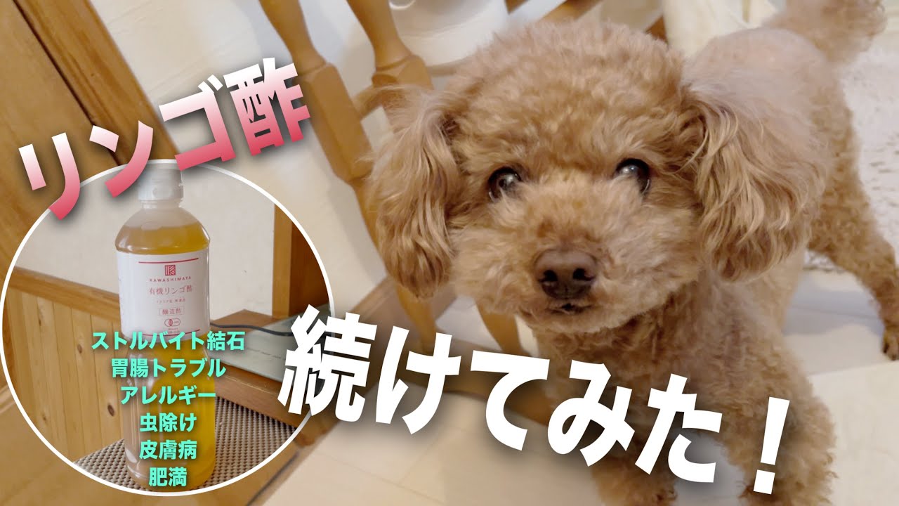 【犬】万能予防！あの増え続ける病にも！！リンゴ酢始めました／靭帯断裂・パテラの足は？