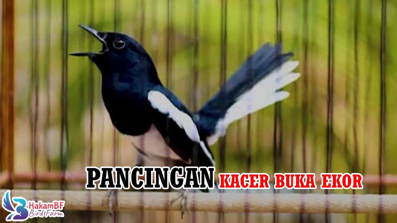 Pancingan kacer buka ekor #masterankacer