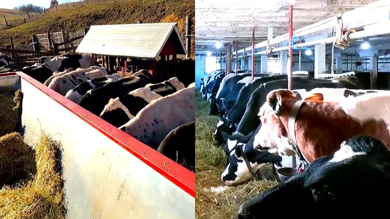 Кормим сеном, как в старые добрые времена! Жизнь на небольшой молочной ферме! (Дни пятый и шестой)