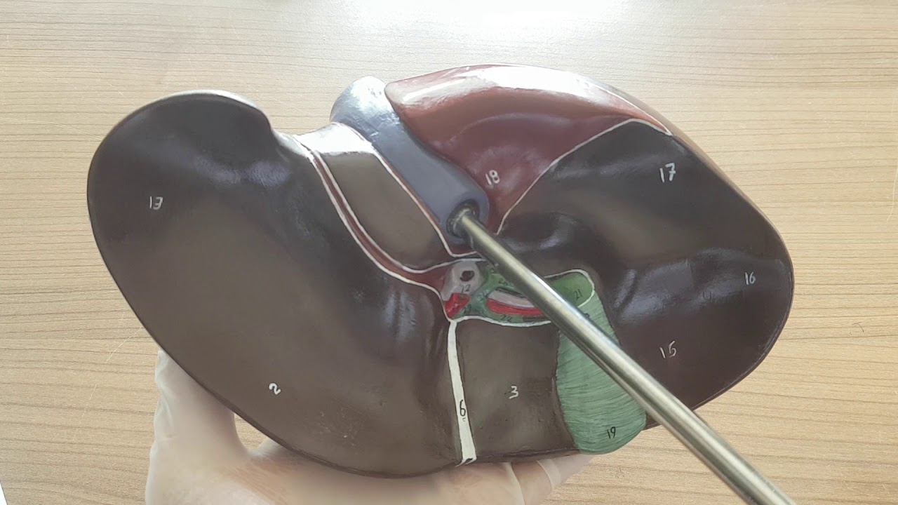 Hepar ve Vesica Biliaris (Karaciğer ve Safra kesesi) Anatomisi