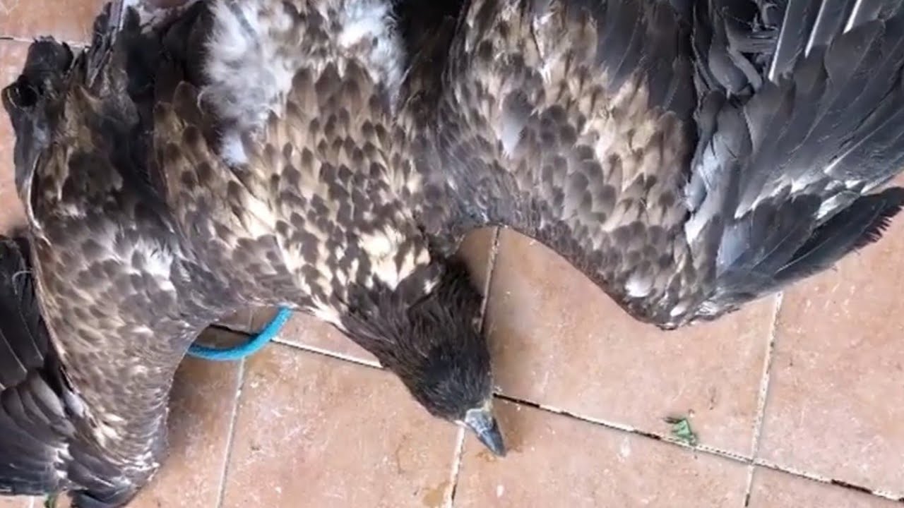 Датчик кормления птицы