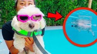 PUPPY LEARNS TO SWIM!