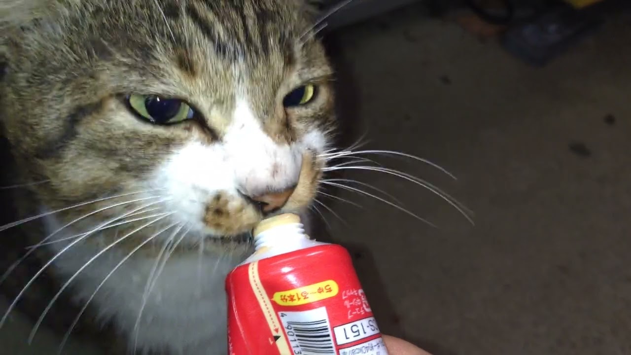 2025.10.30 Chonmage's long-awaited treat (=^・^=). - YouTube