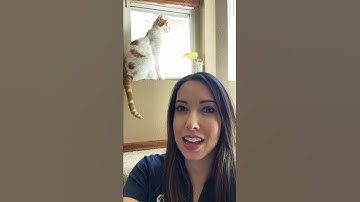 Teaching Your Cat to Sit