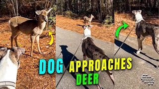 Dog Approaches a Deer on the Side of the Road