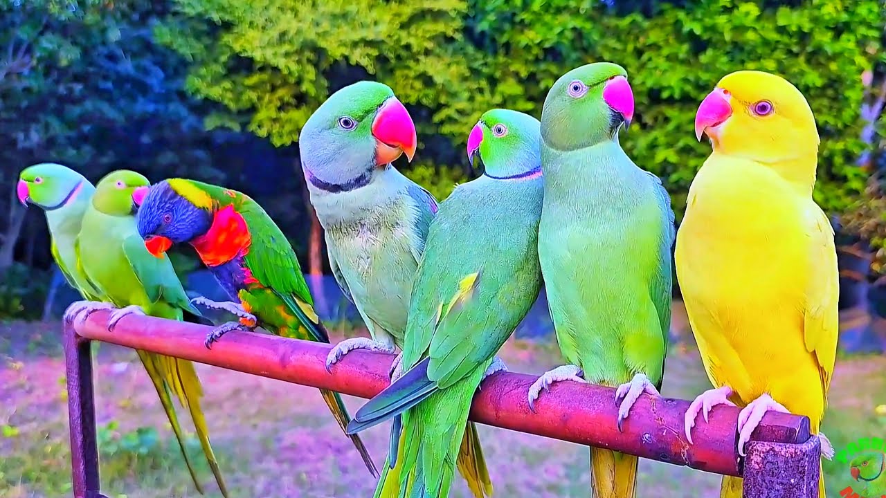Beautiful Colourful Parrot Videos Compilation - YouTube