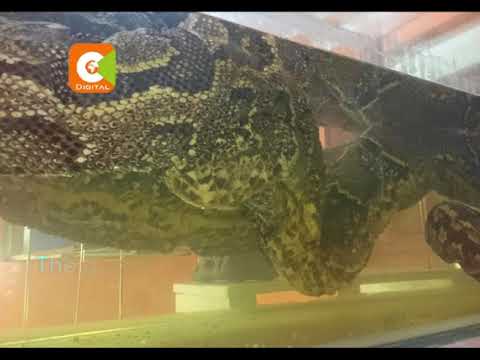 Python Omieri