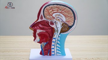 Mô Hình Đầu Mặt Cổ Mặt Cắt Dọc