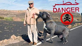 أخطر و أشرس كلب في العالم،ال10 كلاب الاخطر حول العالم ، The 10 Most Dangerous Dog Breeds in 2022