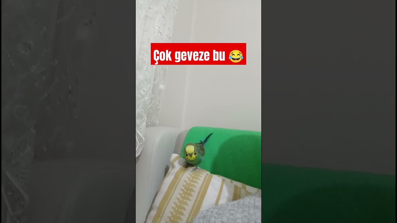 Akşam Gevezeliği #muhabbetkuşufıstık #birds #muhabbetkuslari #muhabbetkuşu #cuddlychickadee #budgies