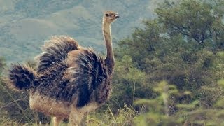 Watch What Happens When I Let My Pet Ostrich Out For The First Time...
