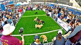 Puppy Bowl 2024 Animal Planet World Special for Mission Pets Alive & World Animal Rescue Network by World Animal Awareness Society 122,262 views 2 months ago 37 minutes