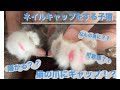 ネイルキャップ 実際どうなの？ラガマフィンの子猫トム